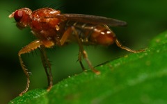 Norellisoma spinimanum