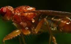 Norellisoma spinimanum
