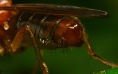 Norellisoma spinimanum