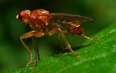 Norellisoma spinimanum