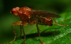 Norellisoma spinimanum