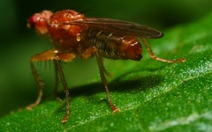 Norellisoma spinimanum