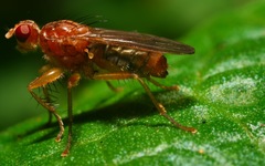 Norellisoma spinimanum