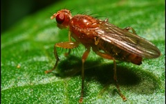 Norellisoma spinimanum