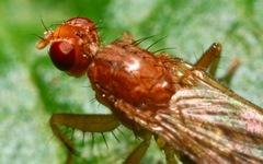 Norellisoma spinimanum