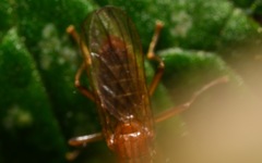 Norellisoma spinimanum