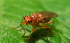 Norellisoma spinimanum