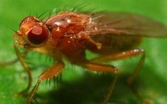 Norellisoma spinimanum