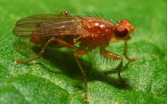 Norellisoma spinimanum