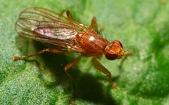 Norellisoma spinimanum