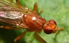Norellisoma spinimanum