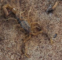 Uroplectes triangulifer