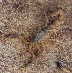 Uroplectes triangulifer