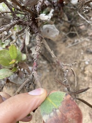 Arctostaphylos tomentosa hebeclada