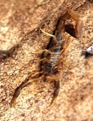 Uroplectes triangulifer