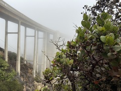 Arctostaphylos tomentosa hebeclada