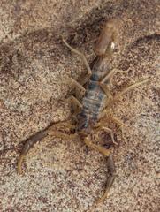 Uroplectes triangulifer