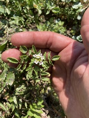 Nasturtium officinale