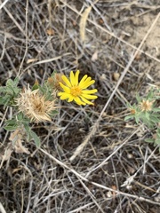 Heterotheca hirsuta