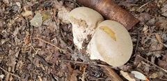 Lycoperdon molle