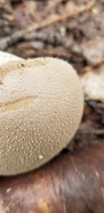 Lycoperdon molle