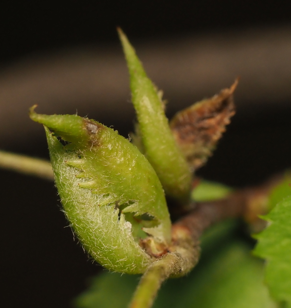 Trioza aylmeriae