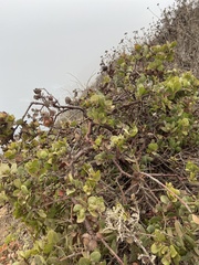 Arctostaphylos tomentosa hebeclada