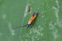 Neoheliodines hodgesi