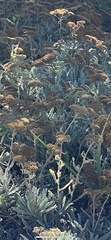 Constancea nevinii