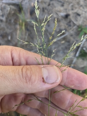 Eragrostis curtipedicellata