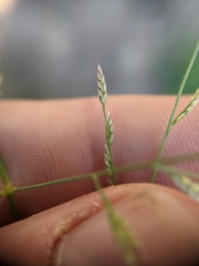 Eragrostis curtipedicellata