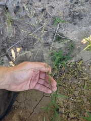 Eragrostis curtipedicellata