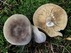Lactarius hibbardiae