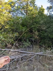 Eragrostis trichodes