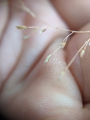Eragrostis trichodes