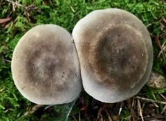 Lactarius hibbardiae