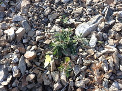 Papaver setosum