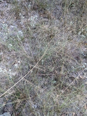 Eragrostis trichodes