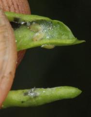 Diaphorina carissae