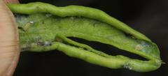 Diaphorina carissae