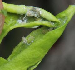 Diaphorina carissae
