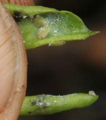 Diaphorina carissae
