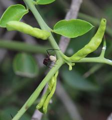 Diaphorina carissae