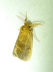 Euproctis lucifuga