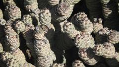 Tephrocactus articulatus