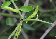 Diaphorina carissae