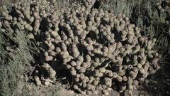 Tephrocactus articulatus