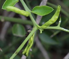 Diaphorina carissae