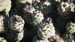 Tephrocactus articulatus