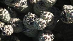 Tephrocactus articulatus